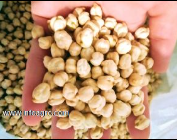 Se vende garbanzos ecológicos