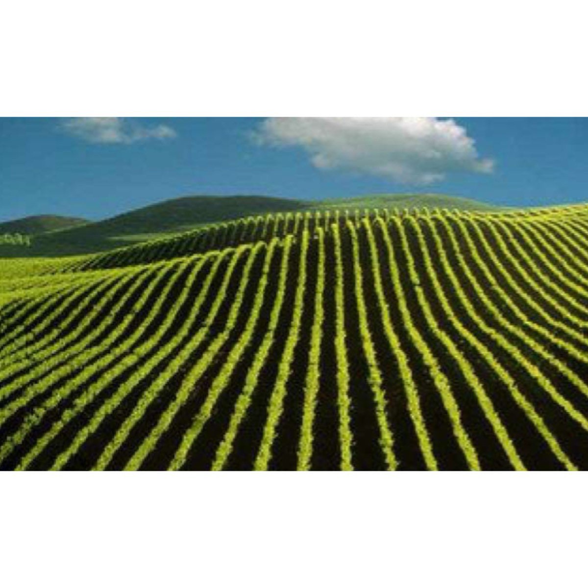 SE DEMANDA BODEGAS VIÑEDOS Y FINCAS