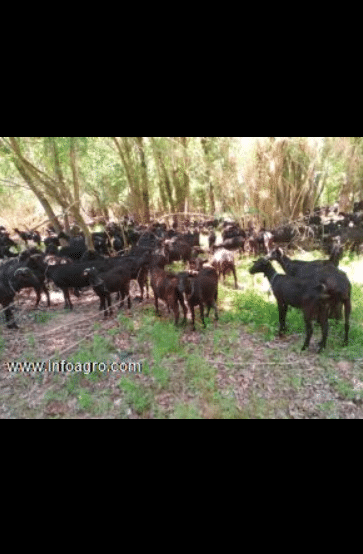 Se vende explotación caprina gestantes