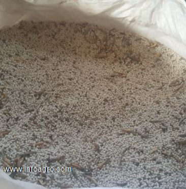 Se vende alubias blancas arrocinas