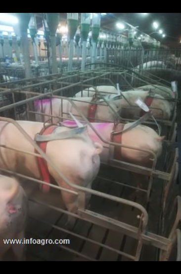 Se vende arco inseminación artificial