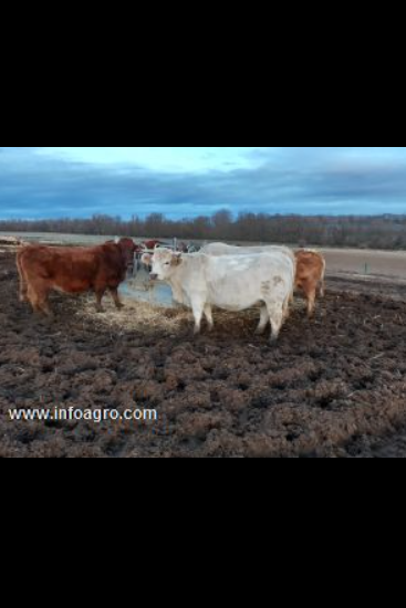Se vende vacas de carne