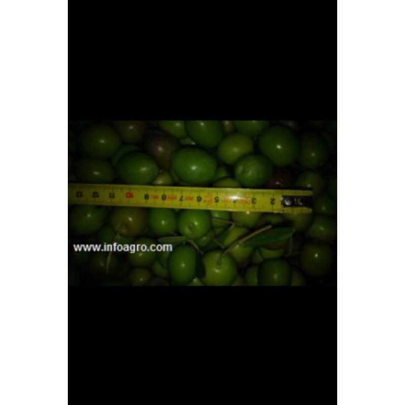 Se venden aceitunas para aliñar. Verdes, pintonas