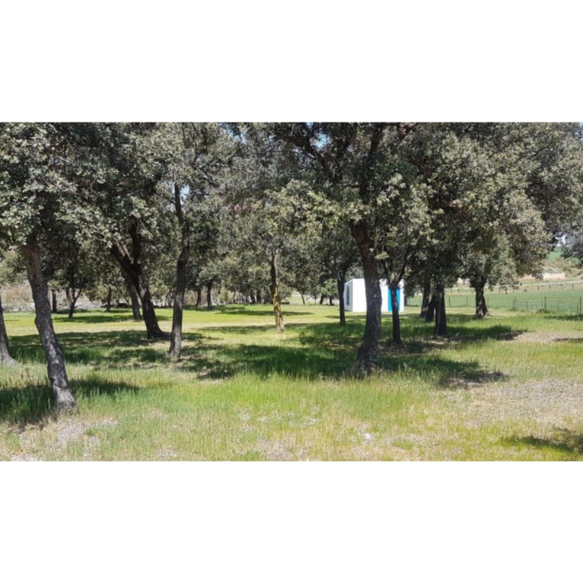 Se vende preciosa dehesa de encinas con golf