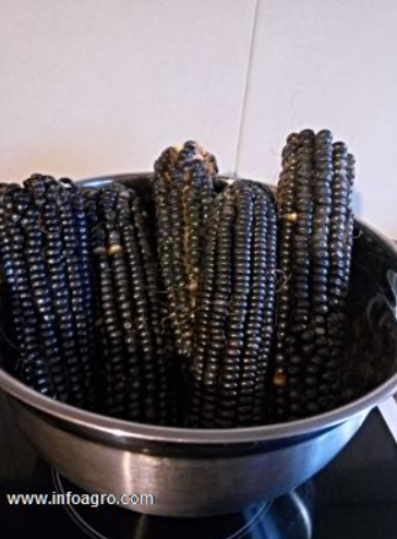 Se vende maíz negro, millo corvo o meiro