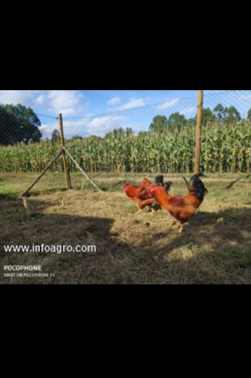 Se vende pollos capones - igp capón de vilalba