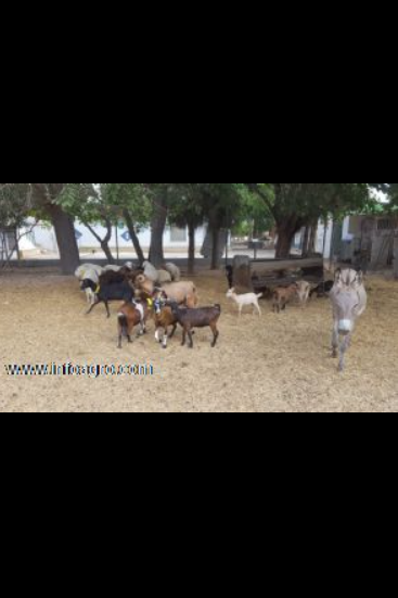 Se venden burros