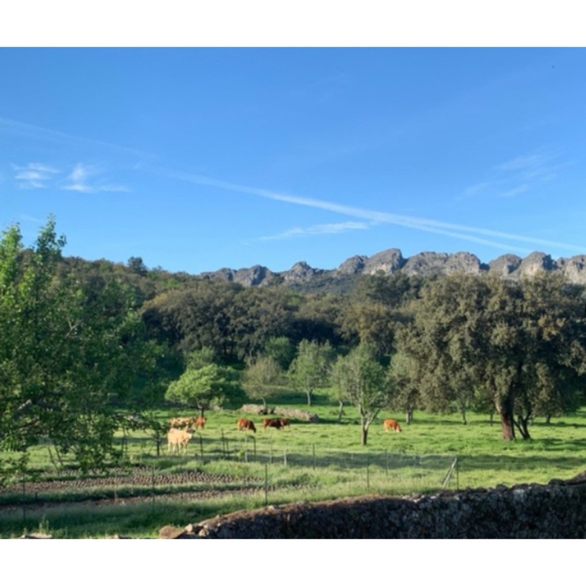 SE VENDE FINCA EXTREMADURA VALENCIA DE ALCANTARA