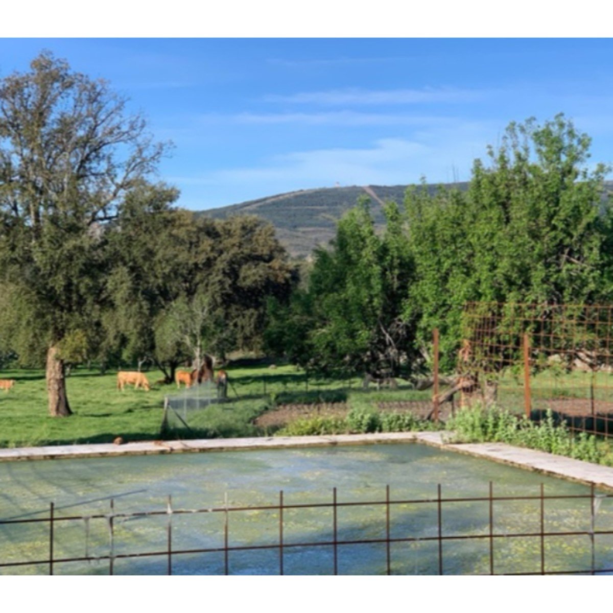 SE VENDE FINCA EXTREMADURA VALENCIA DE ALCANTARA