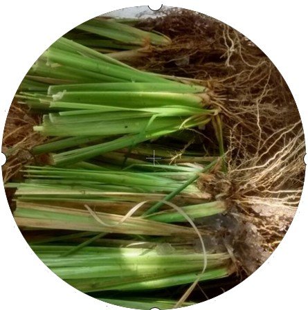 Macollo Vetiver para Aguas Residuales