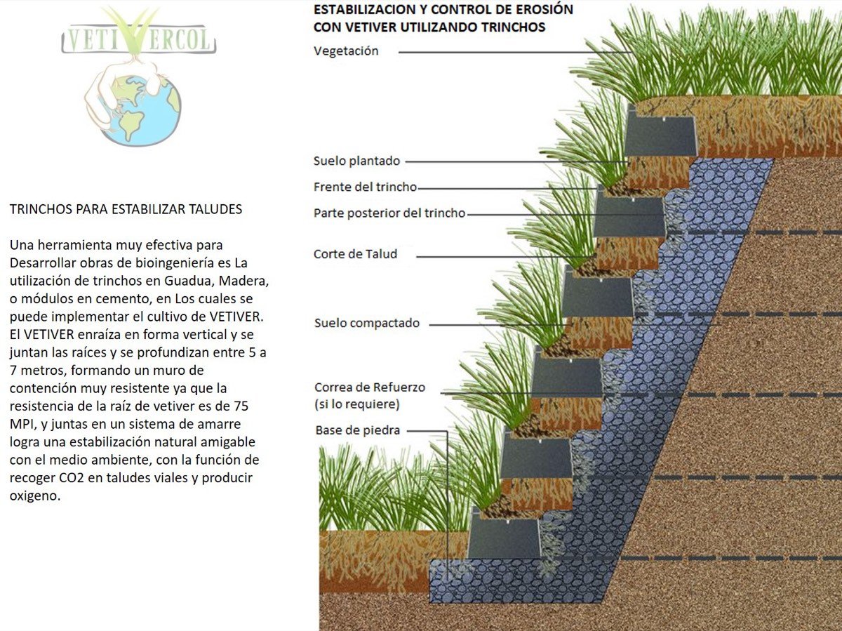 TRINCHO PARA ESTABILIZAR TALUDES CON VETIVER
