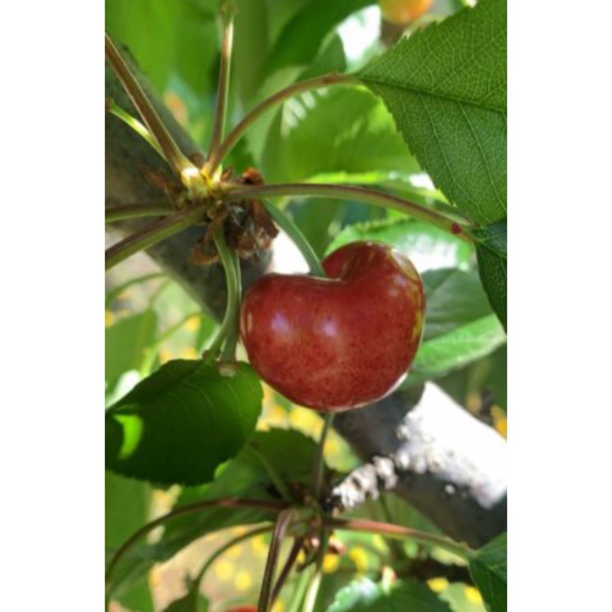 Se vende cerezas del valle del jerte