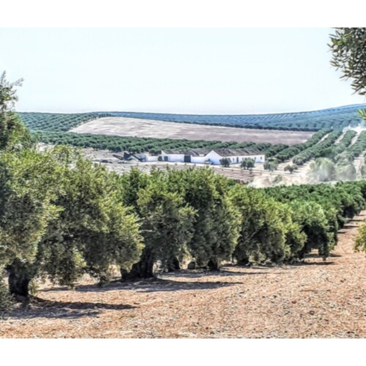 SE VENDE OLIVARES DE 6 A 157 HAS EN ESPEJO