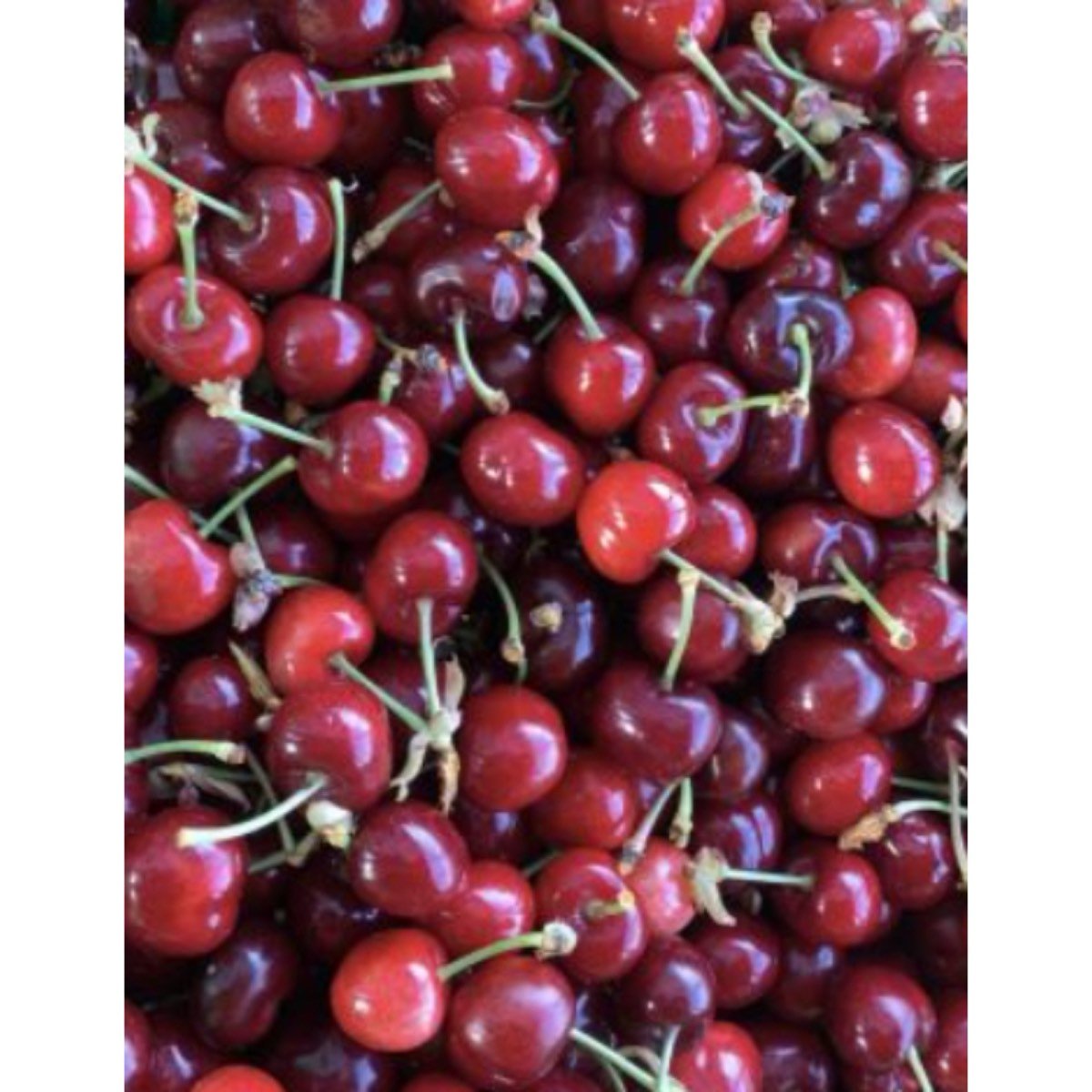 Se vende cerezas del valle del jerte
