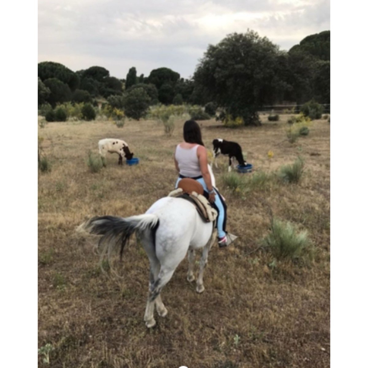 SE VENDE GANADO VACUNO