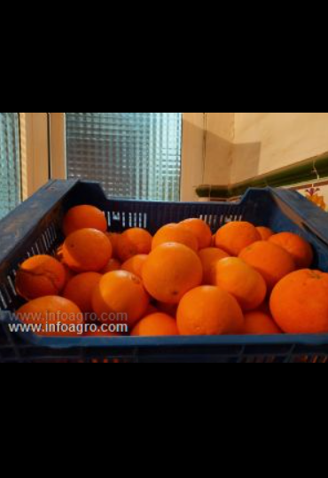 Se vende naranja navel el puig