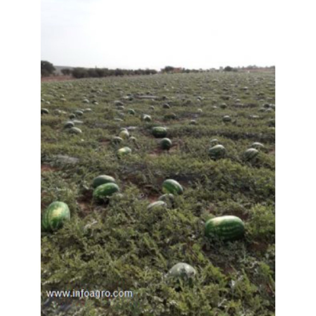 Se vende sandia de zagora