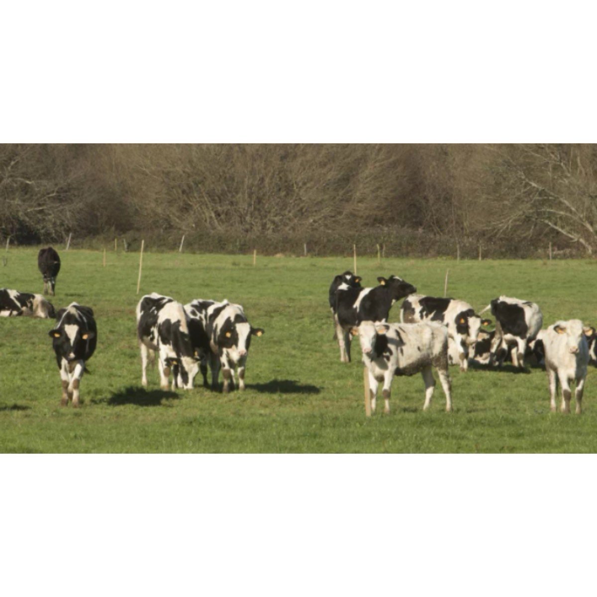 SE BUSCA TRABAJO EN GRANJAS DE VACAS.