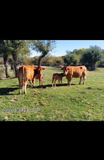 Se vende vacas de campo