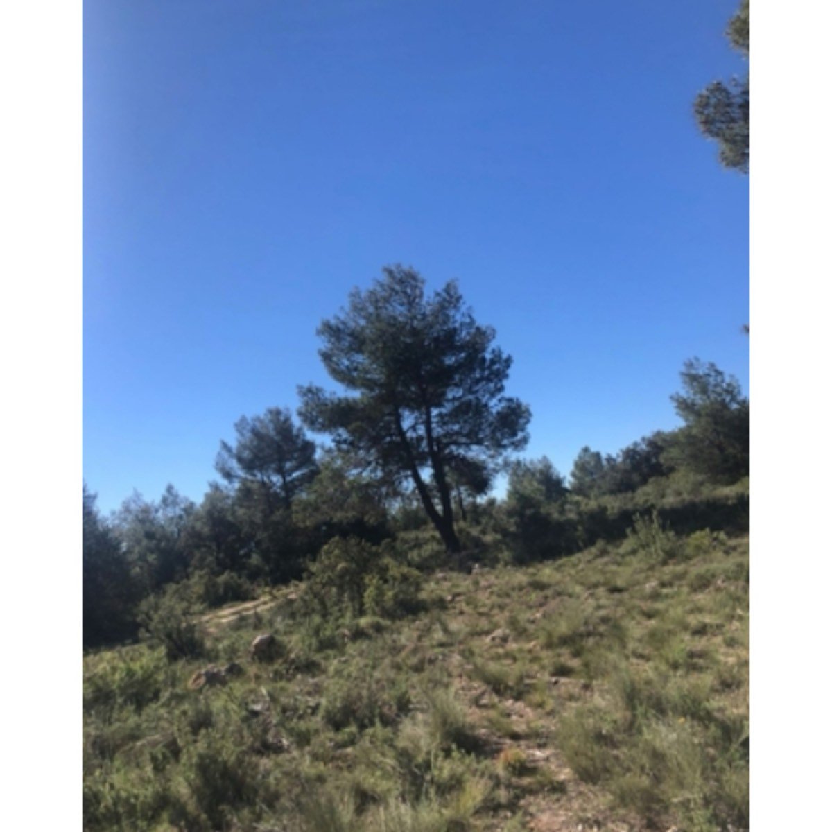 SE VENDE FINCA PEÑAS DE SAN PEDRO