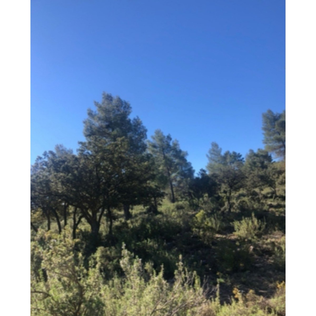 SE VENDE FINCA PEÑAS DE SAN PEDRO