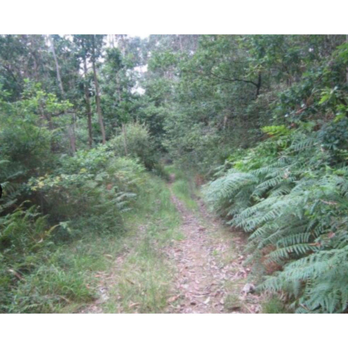 SE VENDE MONTE EN PEDROSO - NARÓN