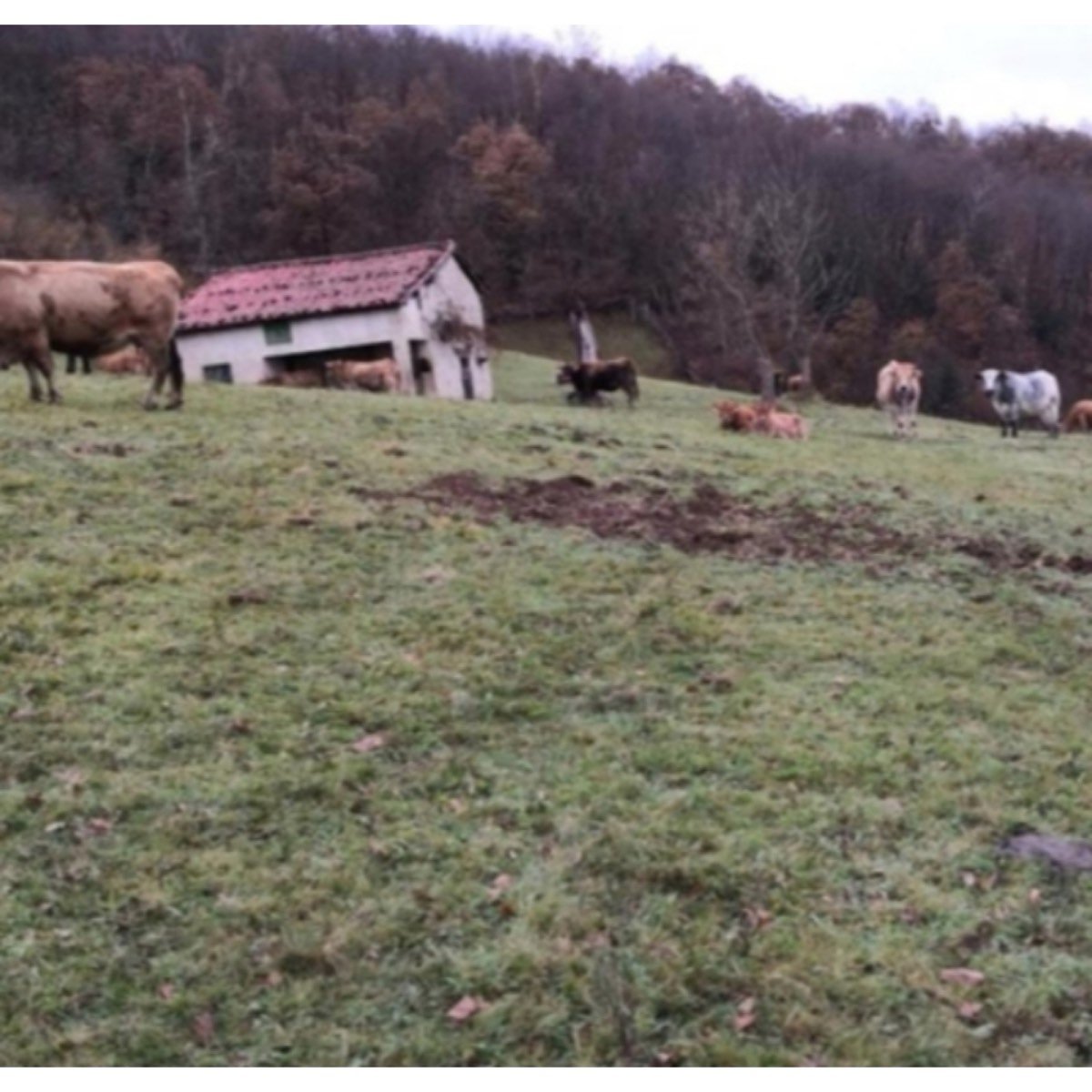 SE VENDE FINCA Y CASA POLA DE LENA ASTURIAS