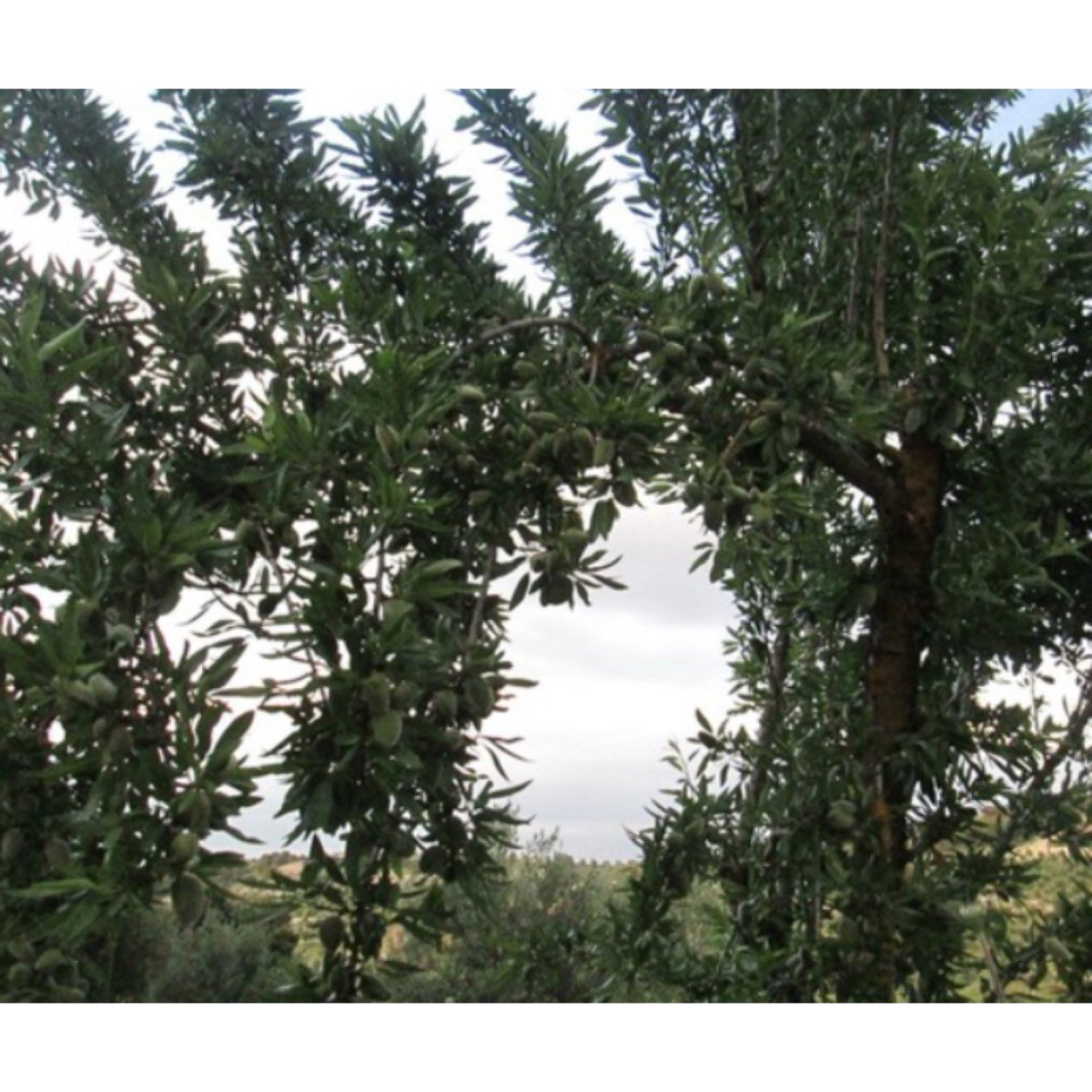 FINCA EN VENTA EN JAEN