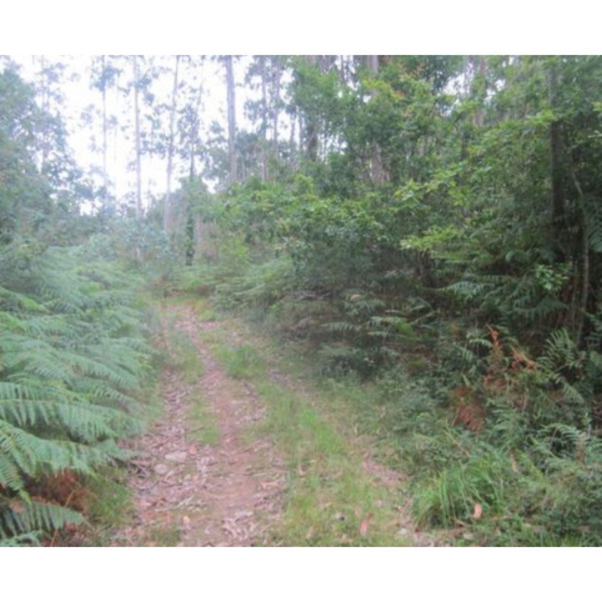 SE VENDE MONTE EN PEDROSO - NARÓN