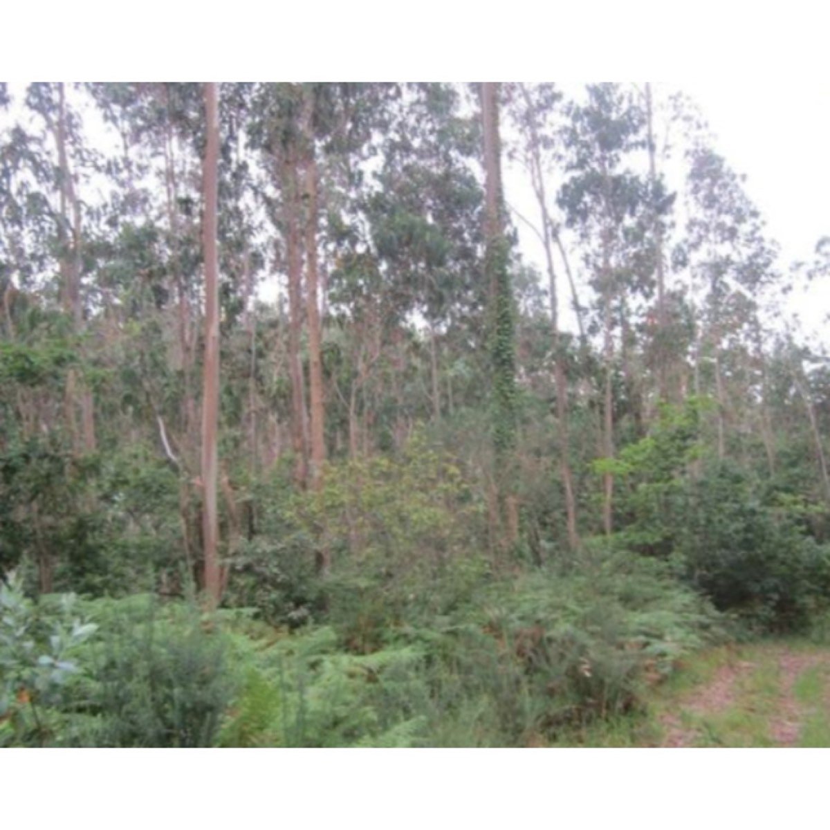 SE VENDE MONTE EN PEDROSO - NARÓN