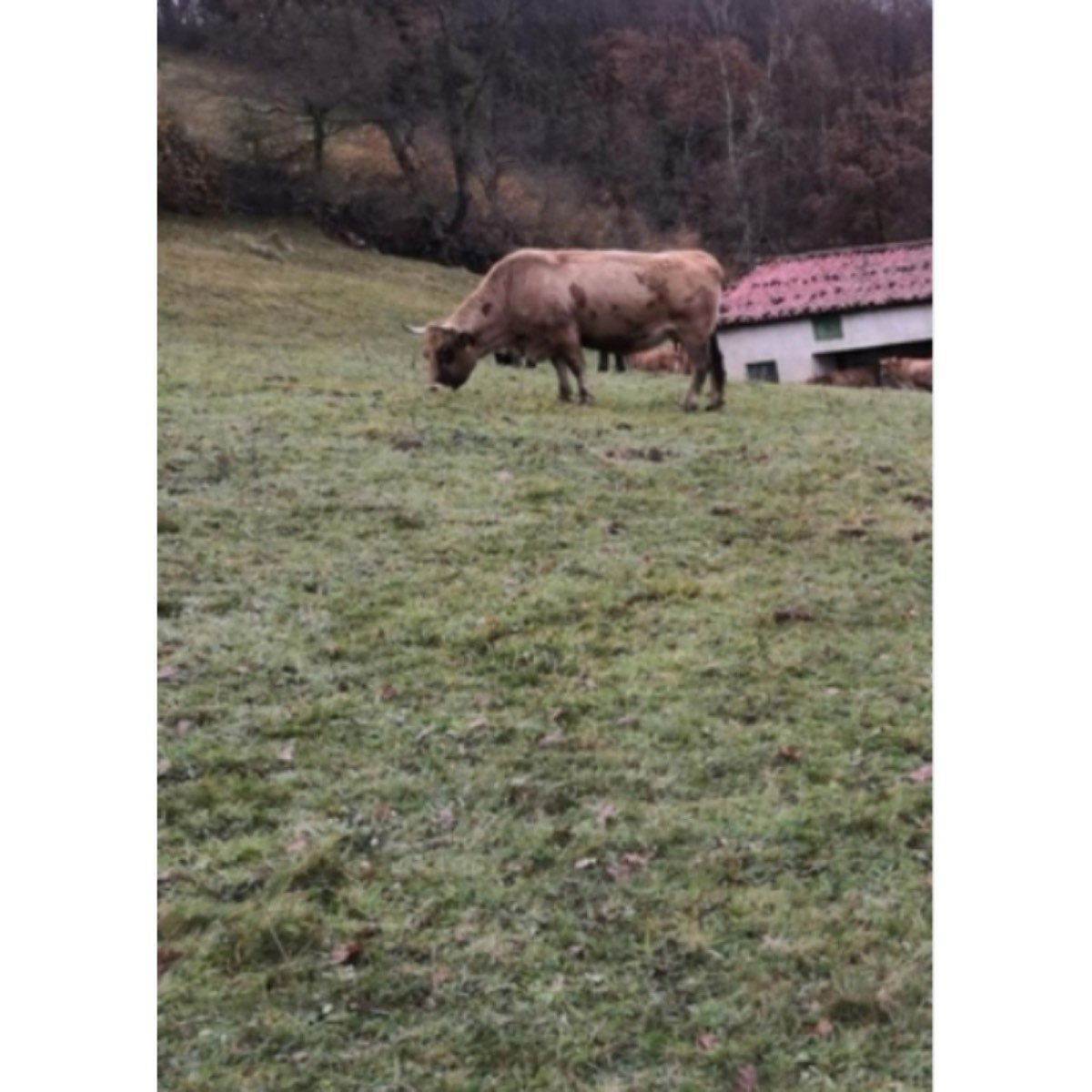 SE VENDE FINCA Y CASA POLA DE LENA ASTURIAS