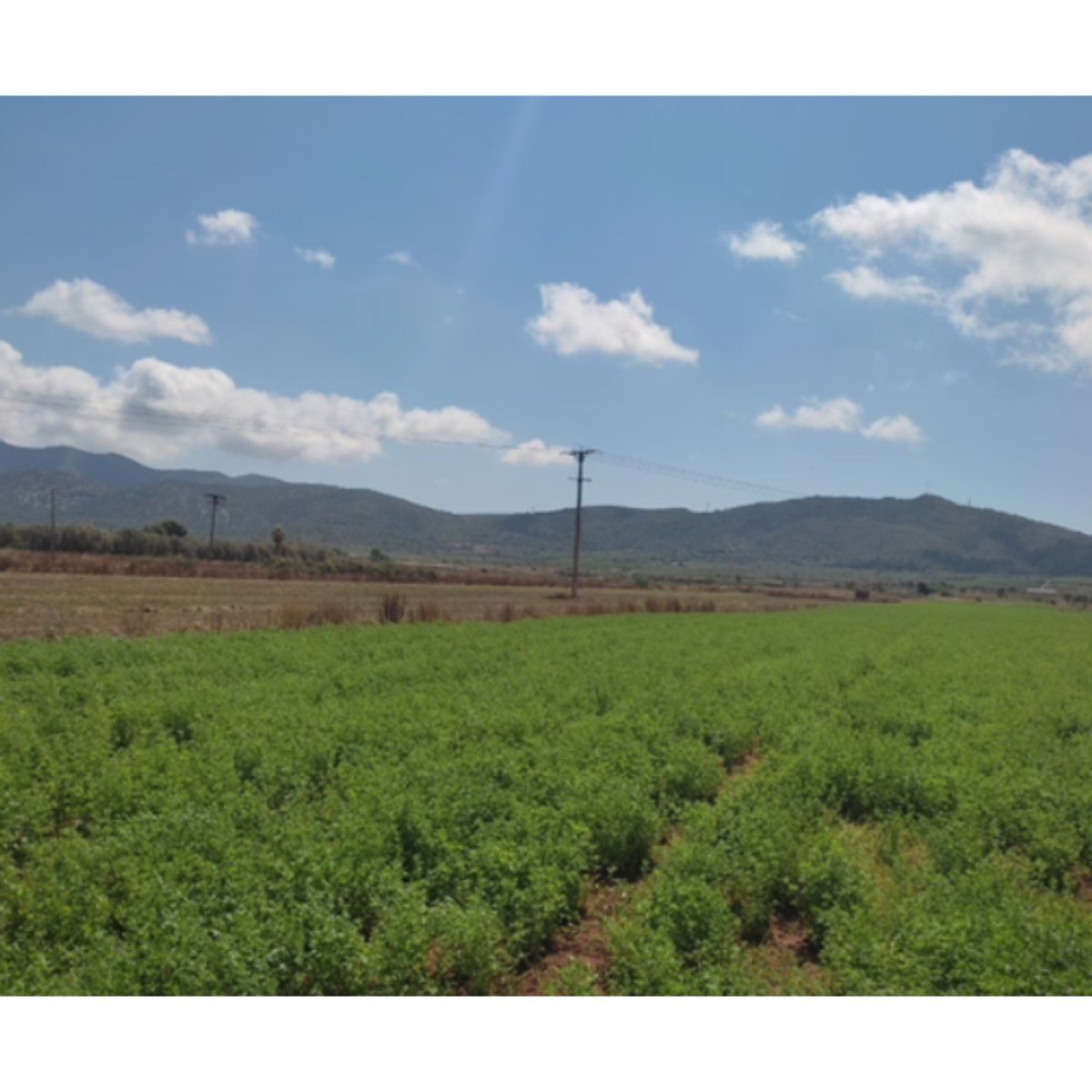 FINCA DE 21000M2 REGADIO