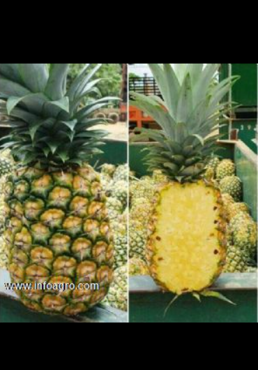 Se vende piña oro miel tipo exportación
