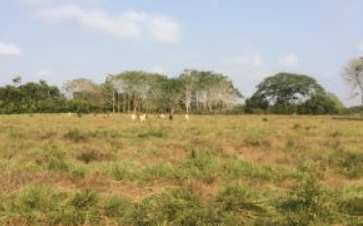 Se vende finca en departamento de sucre