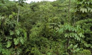 Se vende finca maderera 150 ha en chocó colombia