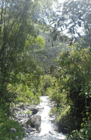 Se vende finca cafetera en risaralda colombia