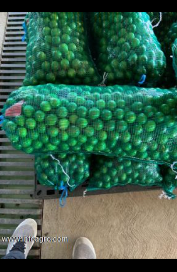Se vende lima,limón mexicano mínimo 20 toneladas