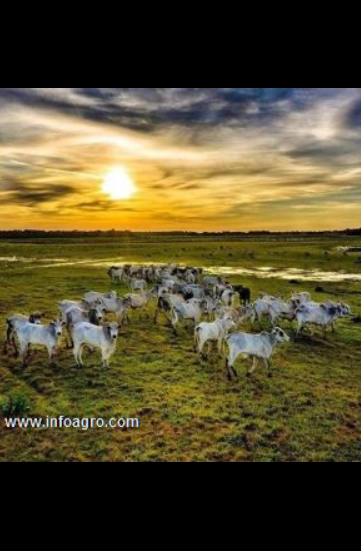 Se vende 102 ha de tierra agrícola en cabuyaro
