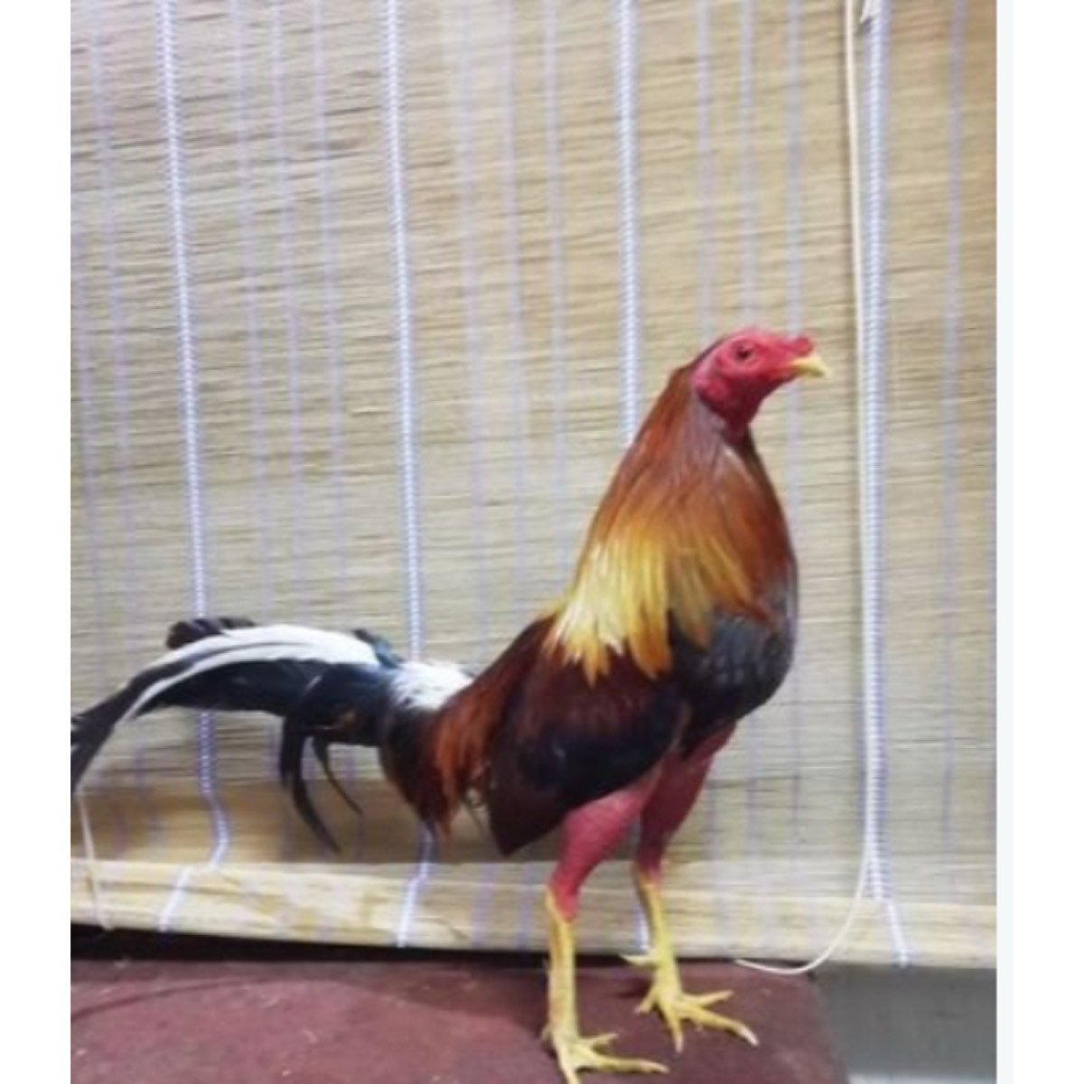 SE VENDEN GALLOS