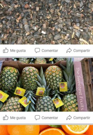 Se vende citricos 1°calidad