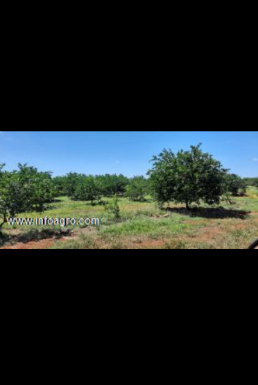 Se vende rancho productor de limón persa y coco