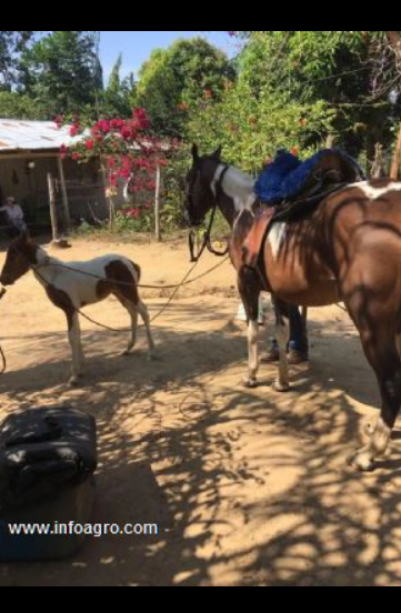 Se vende 5469 ha de tierra agrícola puerto gaita