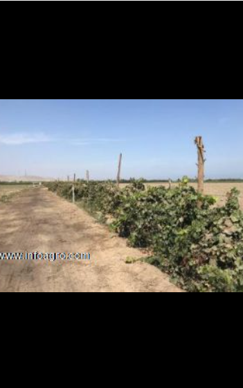 Se vende fundo agricola e 20.66 hectareas