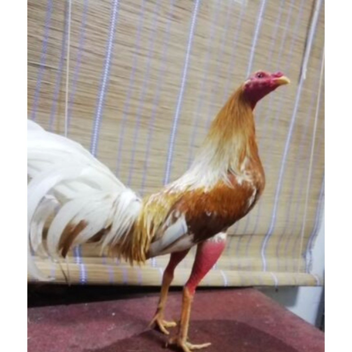 SE VENDEN GALLOS