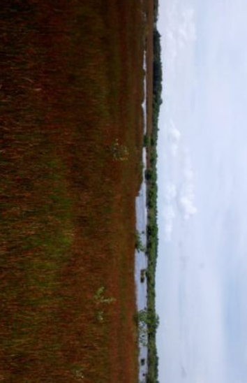 Se vende rancho en candelaria, campeche