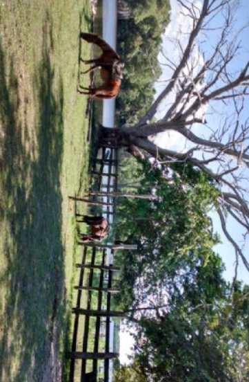 Se vende rancho en candelaria, campeche