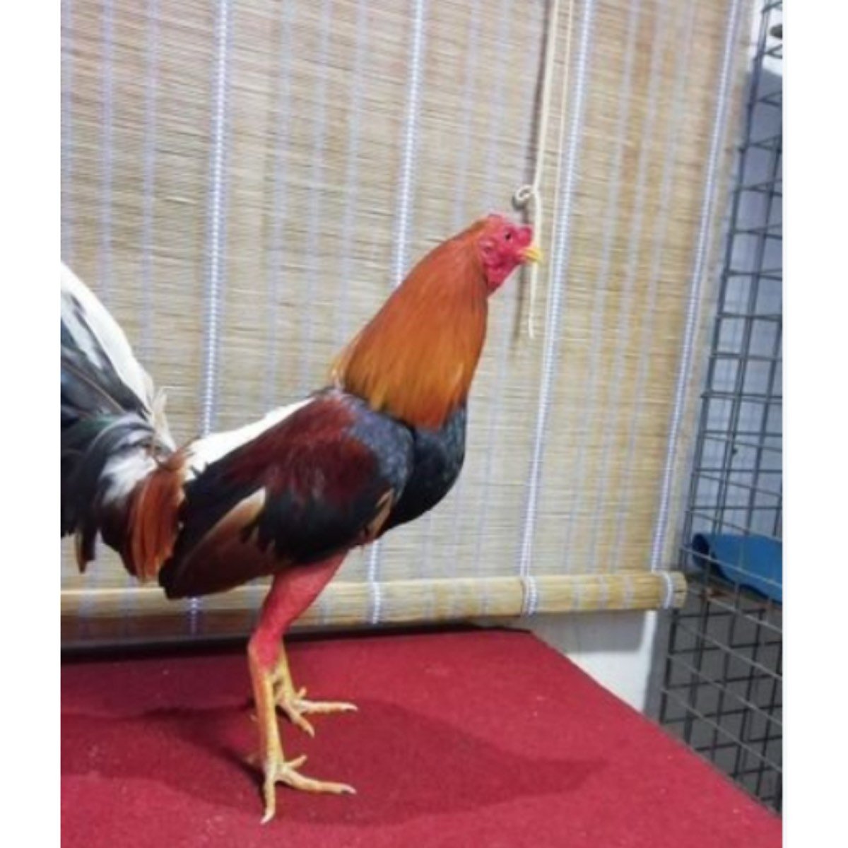 SE VENDEN GALLOS
