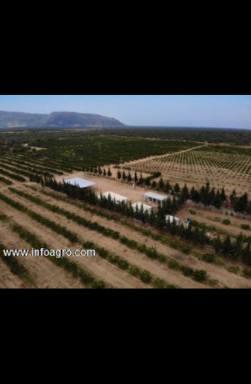 Se vende chacra en el valle de olmos