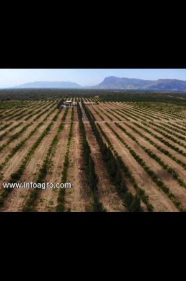 Se vende chacra en el valle de olmos