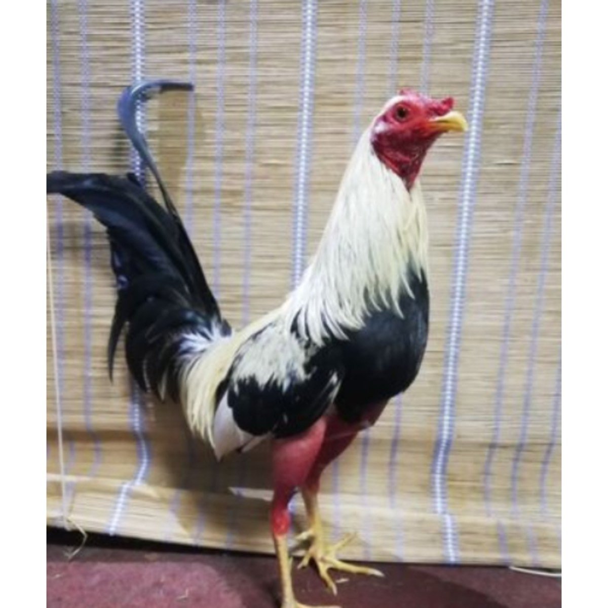 SE VENDEN GALLOS